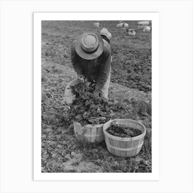 Loading Baskets Of Spinach Onto Truck In Fields, La Pryor, Texas By Russell Lee Art Print