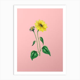 Vintage Trumpet Stalked Sunflower Botanical on Soft Pink Art Print