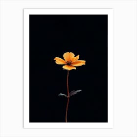 Single Flower On A Black Background 10 Art Print