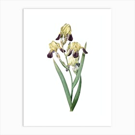 Vintage Elder Scented Iris Botanical Illustration on Pure White n.0660 Art Print