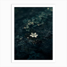 Small Flower On A Rock 2 Art Print