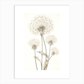 Dandelions Flower Vintage Botanical 3 Art Print