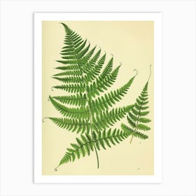 Vintage Illustration Netted Chain Fern 2 Art Print