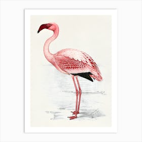 Painting of Lesser Flamingo Art Print