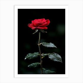 Single Red Rose 18 Art Print