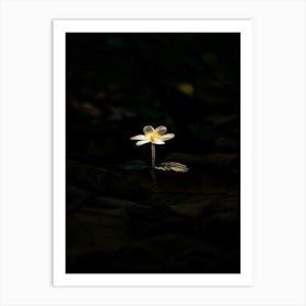 Single Flower In The Dark 114 Art Print