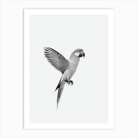 Parrot B&W Pencil Drawing 3 Bird Art Print