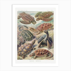Turtles, Ernst Haeckel Art Print