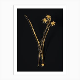 Vintage Ixia Longiflora Botanical in Gold on Black n.0294 Art Print