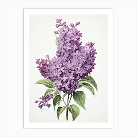 Lilacs Flower Vintage Botanical 1 Art Print