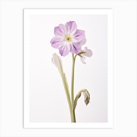 Pressed Wildflower Botanical Art Shooting Star 3 Art Print