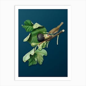 Vintage Fig Branch with Bird Botanical Art on Teal Blue Art Print