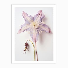 Pressed Wildflower Botanical Art Columbine 3 Art Print