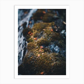 Moss On A Log Art Print