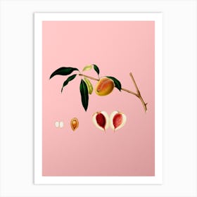 Vintage Peach Botanical on Soft Pink n.0620 Art Print