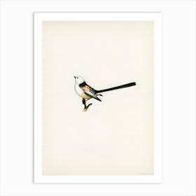 Bird Perched On A Branch 1 Art Print