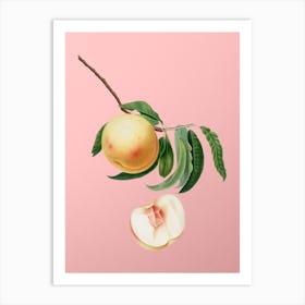 Vintage Duracina Peach Botanical on Soft Pink n.0243 Art Print