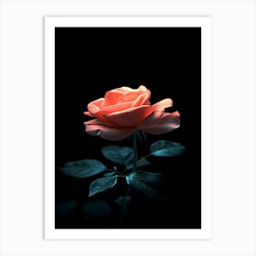 Pink Rose On Black Background 51 Art Print