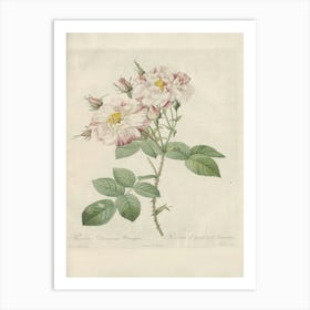 Rose Illustration, Pierre Joseph Redoute (7) 1 Art Print