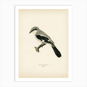 Great Grey Shrike (Lanius Excubitor), The Von Wright Brothers Art Print