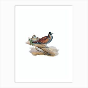 Vintage Harlequin Bronze Wing Pigeon Bird Illustration on Pure White n.0465 Art Print