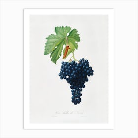 Fuella Grapes (Vitis Vinifera Bellettensis) From Pomona Italiana (1817 - 1839), Giorgio Gallesio Art Print