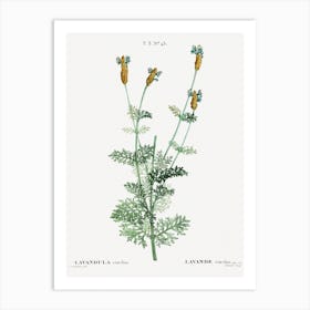 Spanish Lavender, Pierre Joseph Redoute Art Print