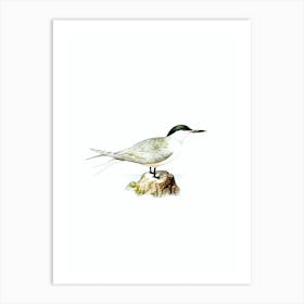 Vintage Sandwich Tern Bird Illustration on Pure White n.0074 Art Print