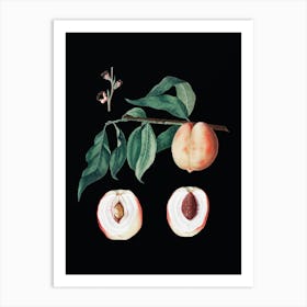 Vintage Peach Botanical Illustration on Solid Black n.0867 Art Print