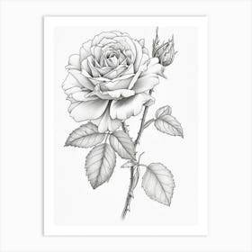 Roses Sketch 34 Art Print