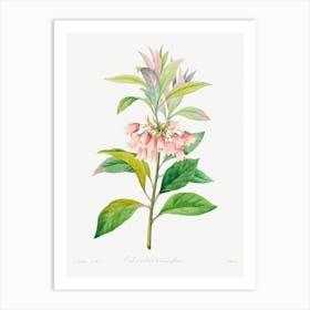 Redvein Enkianthus, Pierre Joseph Redoute Art Print