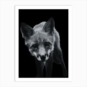 Black Fox Art Print