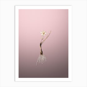 Gold Botanical Snowdon Lily on Rose Quartz n.1399 Art Print