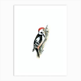 Vintage Middle Spotted Woodpecker Bird Illustration on Pure White Art Print