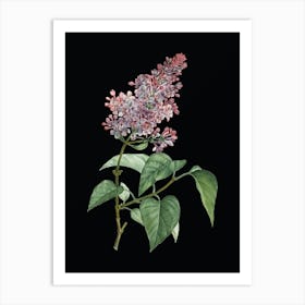 Vintage Common Pink Lilac Plant Botanical Illustration on Solid Black n.0285 Art Print