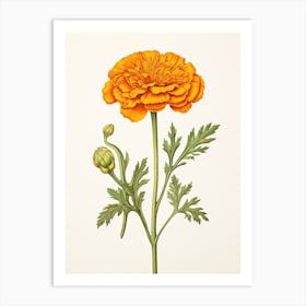 Marigolds Flower Vintage Botanical 0 Art Print