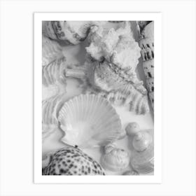 Black And White Sea Shells Art Print