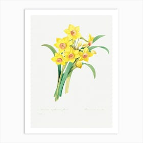 Chinese Sacred Lily, Pierre Joseph Redoute (2) Art Print