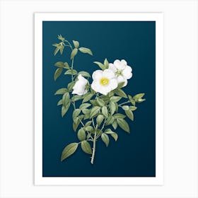Vintage White Rose of Snow Botanical Art on Teal Blue n.0677 Art Print