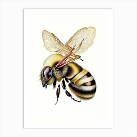 Sting Bee 1 Vintage Art Print