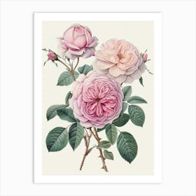 English Roses Painting Entwined 2 Art Print
