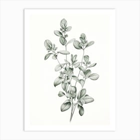 Oregano Vintage Botanical Herbs 3 Art Print