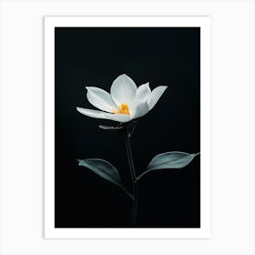 White Lotus Flower 1 Art Print