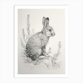 Silver Fox Rabbit Drawing 2 Art Print