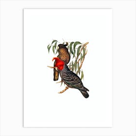 Vintage Gang Gang Cockatoo Bird Illustration on Pure White Art Print