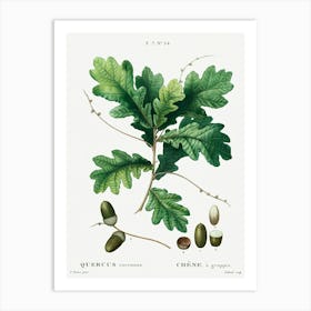 Quercus Racemosa, Pierre Joseph Redoute Art Print