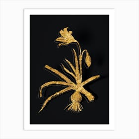 Vintage Amaryllis Broussonetii Botanical in Gold on Black n.0325 Art Print