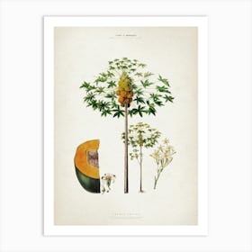 Vintage Denisse 5 Papaya Sativa Art Print