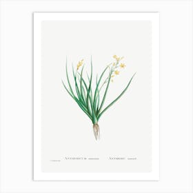 Anthericum Annuum (Bulbine Annua Willd), Pierre Joseph Redoute Art Print