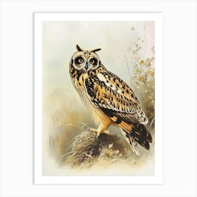 Short Eared Owl Vintage Illustration 2 Art Print